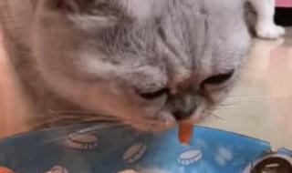 猫能吃海虾吗